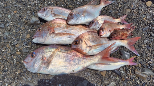 マダイの釣果