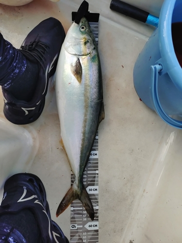 ハマチの釣果