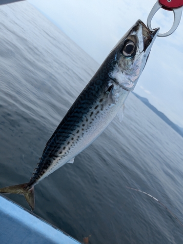 サバの釣果