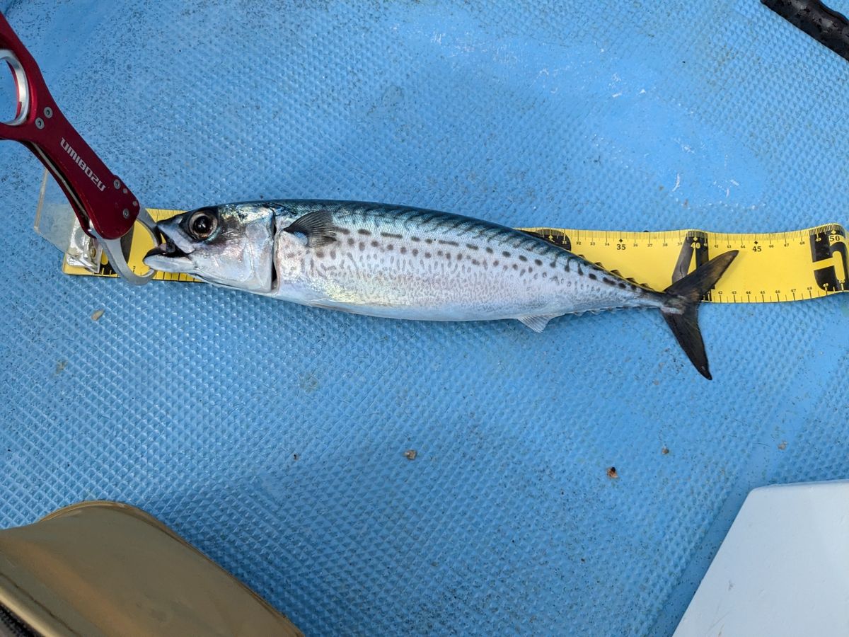 れおん555さんの釣果 2枚目の画像