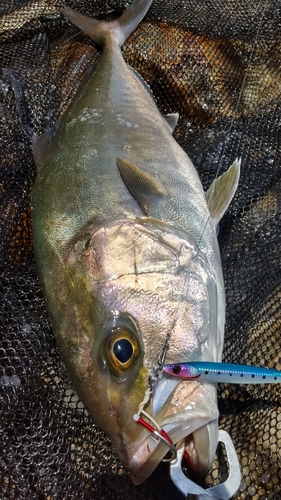 ネイリの釣果