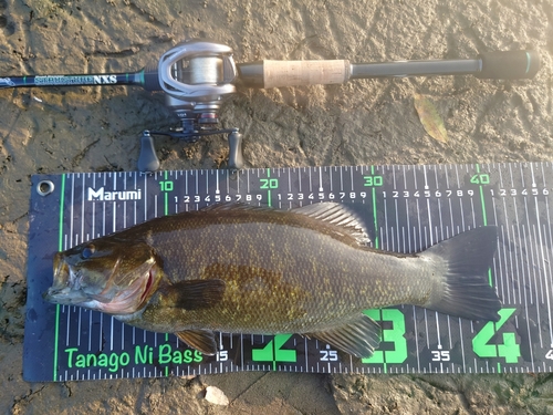 スモールマウスバスの釣果