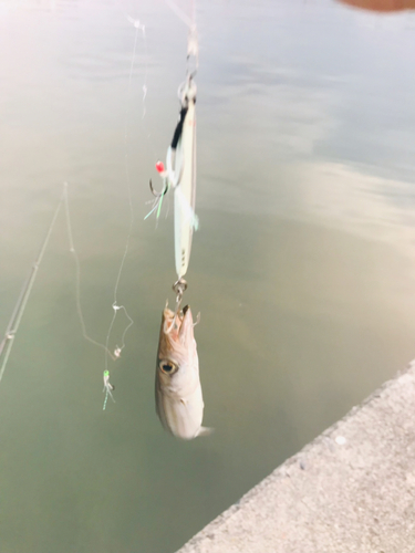 カマスの釣果