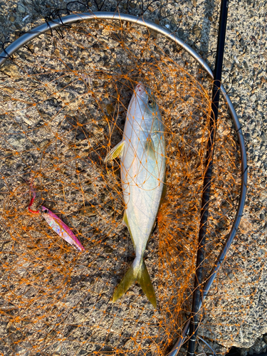 ツバスの釣果