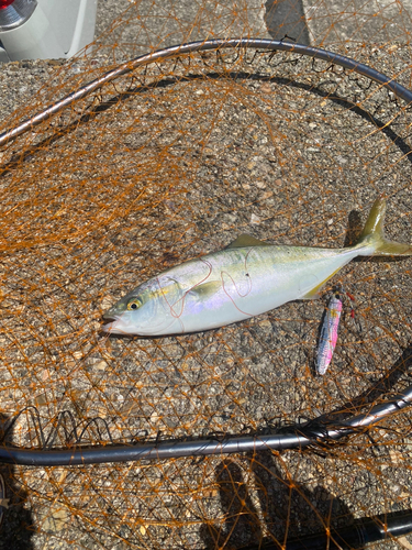 ツバスの釣果