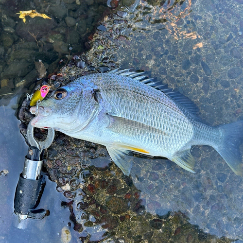 キチヌの釣果