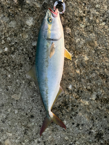 イナダの釣果