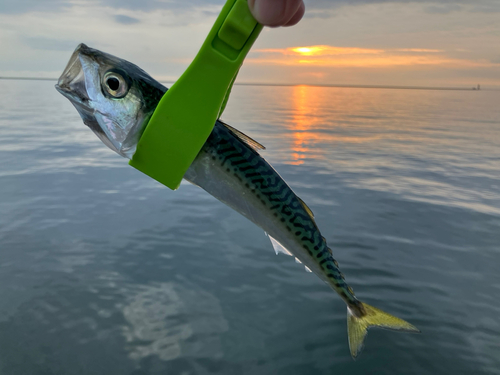 サバの釣果