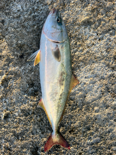 イナダの釣果