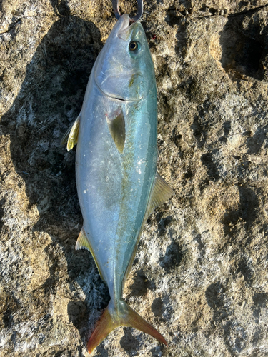 イナダの釣果