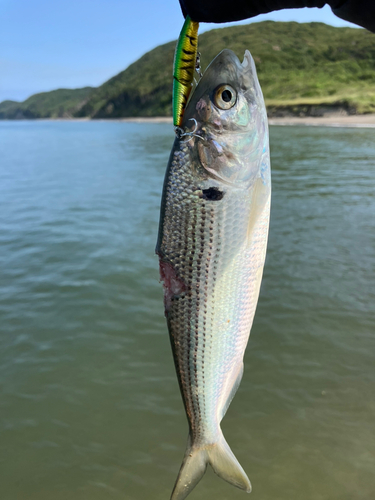 コノシロの釣果