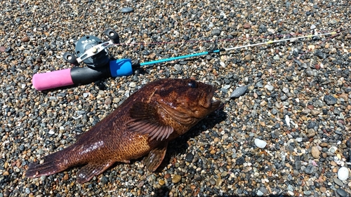 ソイの釣果