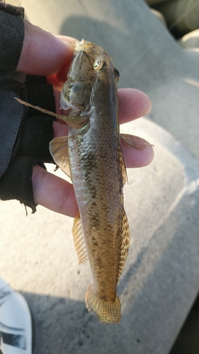 マハゼの釣果