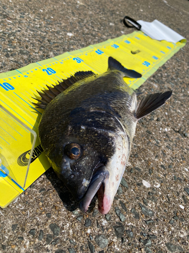 チヌの釣果