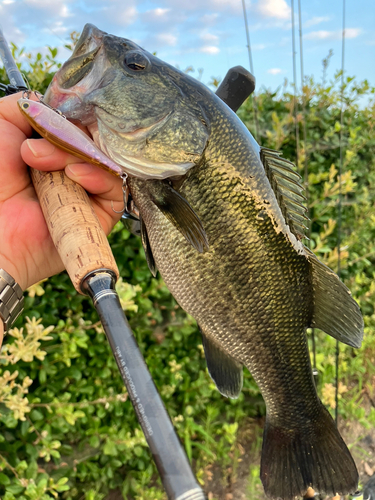 ブラックバスの釣果