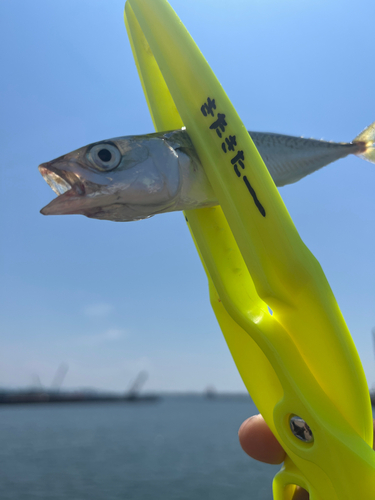 サバの釣果