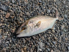 ショゴの釣果