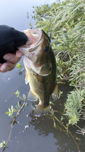 ラージマウスバスの釣果