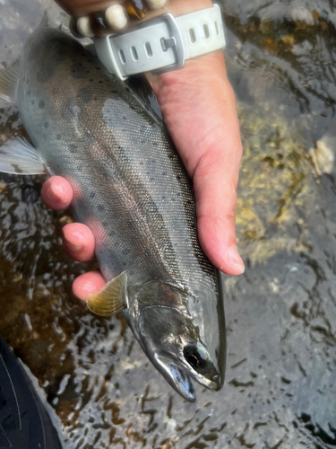 アマゴの釣果