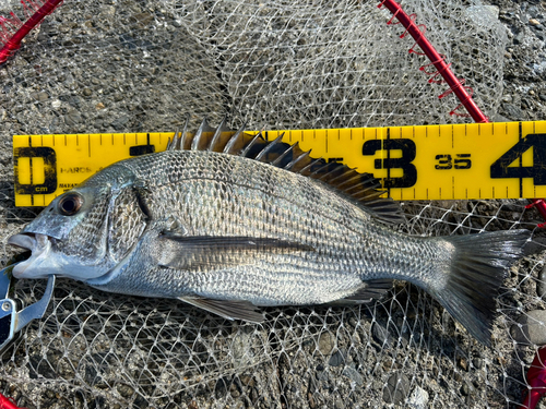 クロダイの釣果