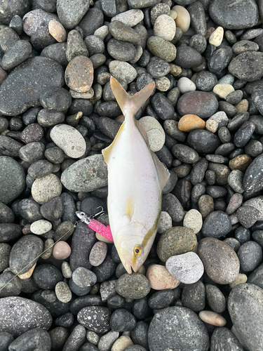 ショゴの釣果