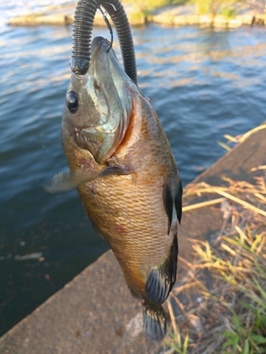 ブルーギルの釣果