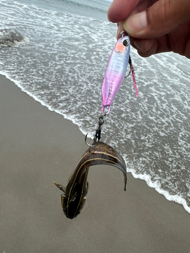 ゴンズイの釣果