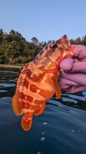 アカハタの釣果