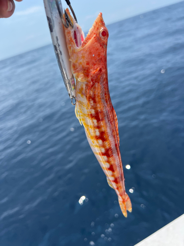 ミナミアカエソの釣果