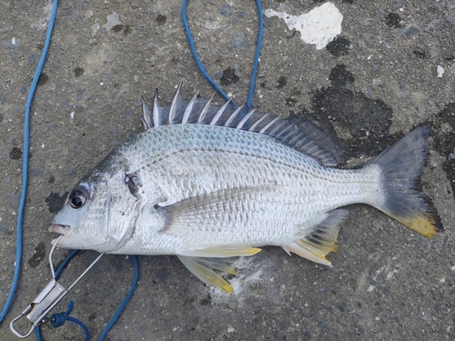 キビレの釣果