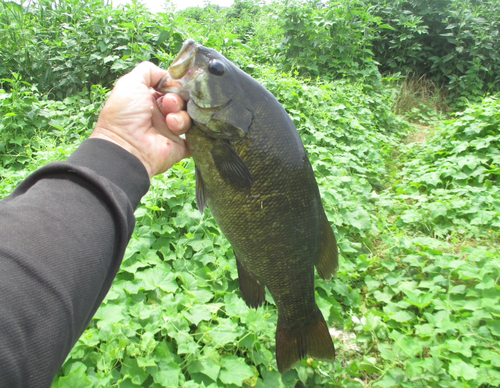 スモールマウスバスの釣果