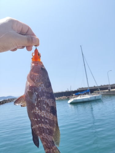 キジハタの釣果