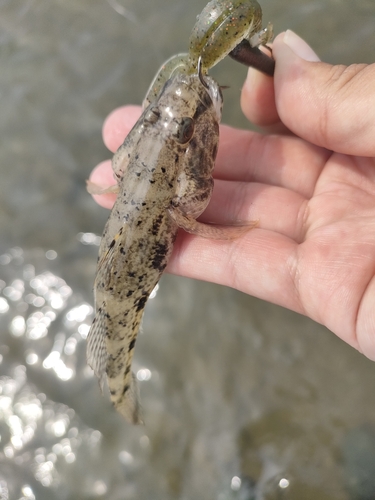 ハゼの釣果