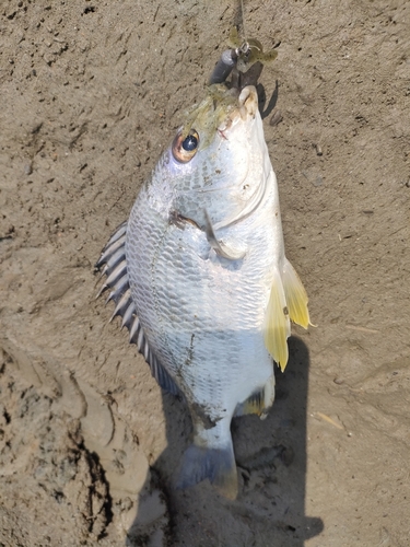 キビレの釣果