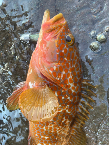 アコウの釣果