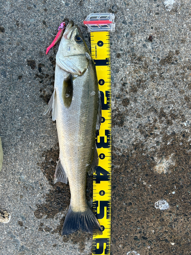 シーバスの釣果