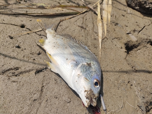 キビレの釣果