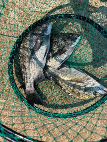 クロダイの釣果