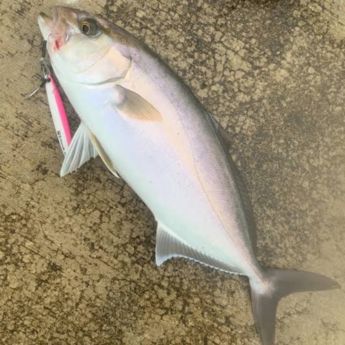 ショゴの釣果