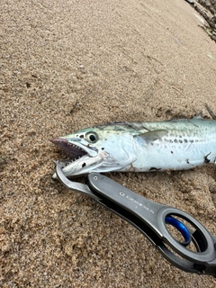 サゴシの釣果