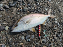 ショゴの釣果