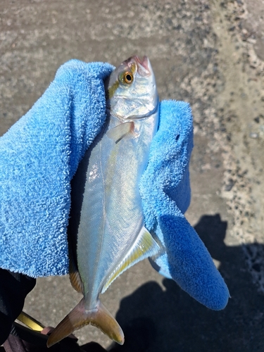 ショゴの釣果