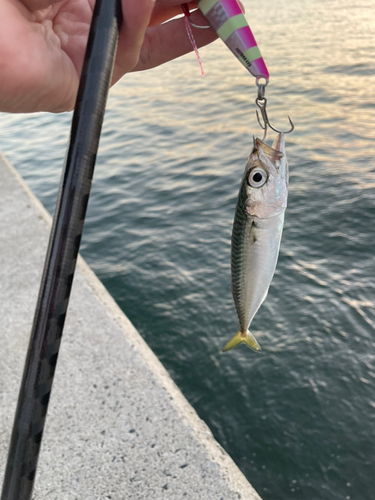 サバの釣果