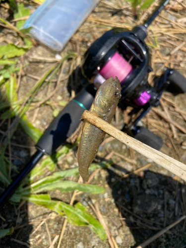 ハゼの釣果