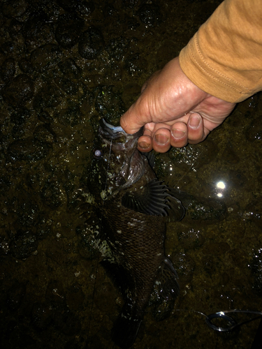 ムラソイの釣果