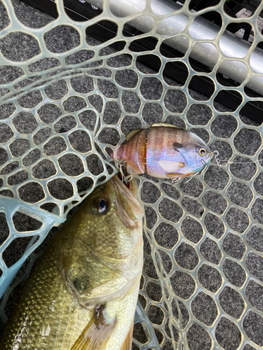 ブラックバスの釣果