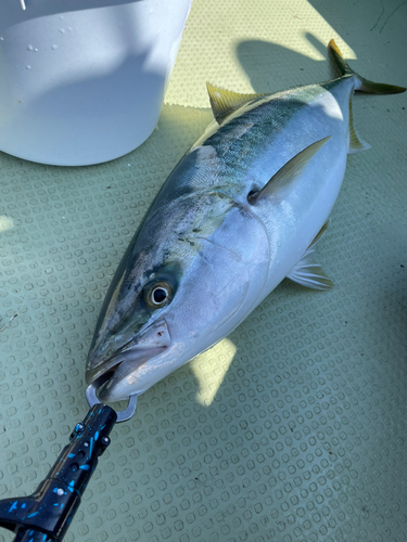 イナダの釣果