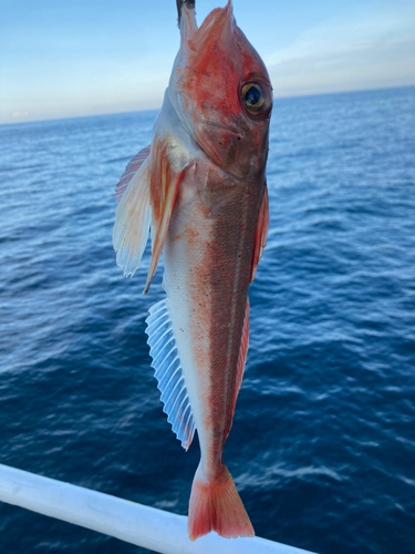 カナガシラの釣果