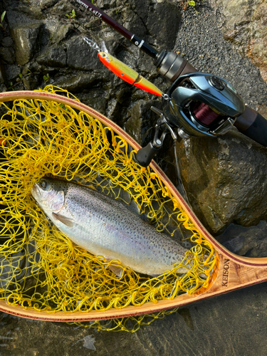 ニジマスの釣果