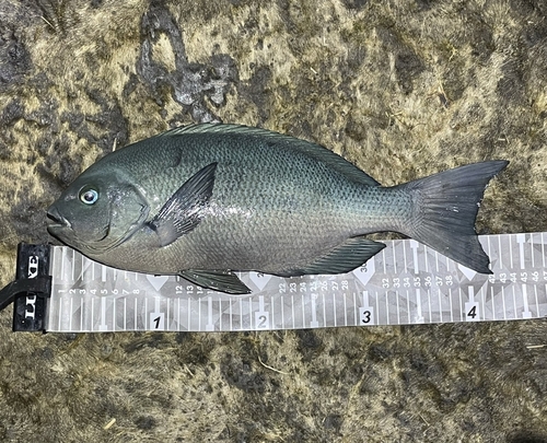 クチブトグレの釣果